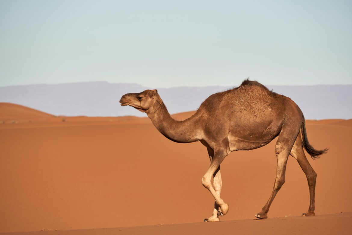 Camels in Marrakech Morocco